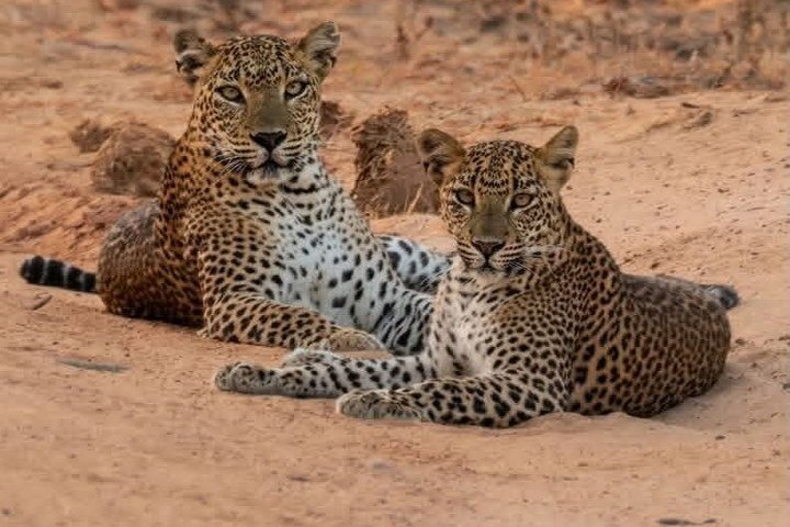 Full day / Half Day WildlifeAdventure in Yala-National-Park - Photo 1 of 25